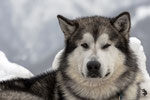 Alaskan Malamute.......