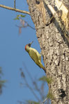 Picchio verde (Picus viridis)