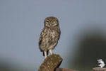 Civetta (Athene noctua)