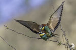 Gruccione (Merops apiaster)