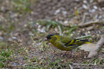Lucherino (Carduelis Spinus) - maschio