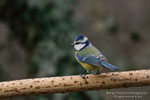 Cinciarella (Cyanistes caeruleus)