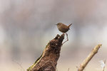 Scricciolo (Troglodytes troglodytes)