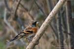 Peppola - Maschio (Fringilla montifringilla)