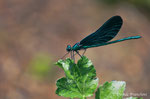 Damigella (Calopteryx splendens) maschio