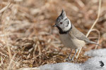 Cincia dal ciuffo (Lophophanes cristatus)