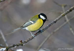 Cinciallegra (Parus major)