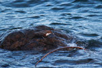 Merlo acquaiolo (Cinclus cinclus)