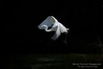 Airone bianco maggiore (Ardea alba)