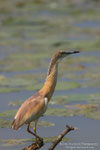 Sgarza ciuffetto (Ardeola ralloides Scopoli)