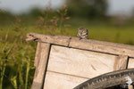 Civetta (Athene noctua)
