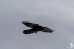 Gracchio alpino (Pyrrhocorax graculus)