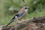 Ghiandaia (Garrulus glandarius)