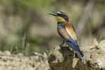 Gruccione (Merops apiaster)