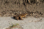 Ciao! sono un rospo Bufo Bufo...