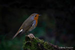 Pettirosso (Erithacus rubecola)
