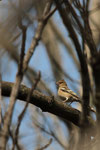 Fringuello (Fringilla coelebs) femmina