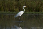 Airone bianco maggiore (Ardea alba)