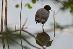 Folaga (Fulica atra)