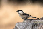 Cincia bigia alpestre (Poecile montanus)