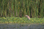 Sgarza ciuffetto (Ardeola ralloides)