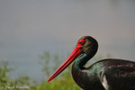 Cicogna nera (Ciconia nigra)