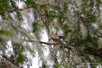 Fiorrancino (Regulus ignicapilla)