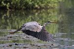 Airone cenerino (Ardea cinerea)