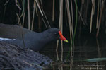 Gallinella d'acqua (Gallinula chloropus)