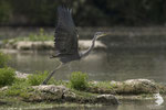 Airone cenerino (Ardea cinerea)