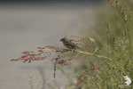 Passera mattugia (Passer montanus)
