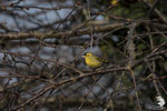 Lucherino (Carduelis Spinus) - maschio