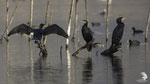 Cormorano (Phalacrocorax carbo)
