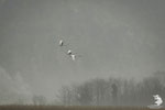 Volo tra la nebbia