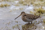Beccaccino (Gallinago gallinago)