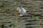 Sgarza ciuffetto (Ardeola ralloides Scopoli)