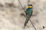 Gruccione (Merops apiaster)