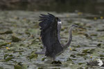 Airone cenerino (Ardea cinerea)