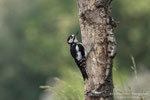 Picchio rosso maggiore (Dendrocopos major)