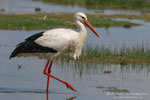 Cicogna bianca (Ciconia ciconia)