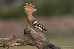 Upupa (Upupa epops)