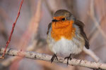 Pettirosso (Erithacus rubecola)