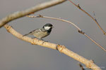 Cincia bigia (Poecile palustris)