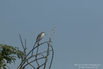 Nitticora (Nycticorax nycticorax
