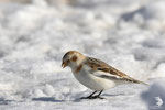 Zigolo delle nevi (Plectrophenax nivalis)