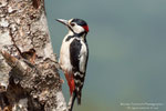 Picchio rosso maggiore (Dendrocopos major)