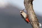 Picchio rosso maggiore (Dendrocopos major)