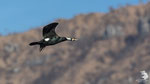 Cormorano (Phalacrocorax carbo)