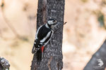 Picchio rosso maggiore (Dendrocopos major)