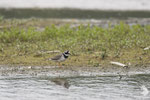 Corriere grosso (Charadrius hiaticula)